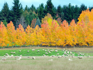 New Zealand sheep farm in autumn.