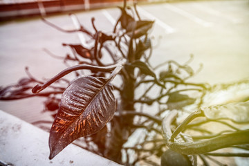 black iron flower two-tone on the background of parking