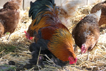 Happy hens in organic chicken coop