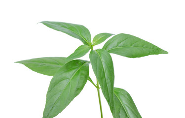 Andrographis paniculata plant on white background