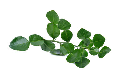 Plakat Leaf of bergamot (kaffir lime) isolated on white background