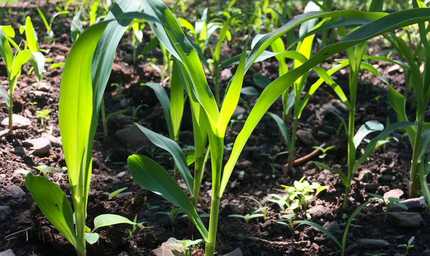 Maize seedling in agricultural garden, Growing Young Green Corn Seedling