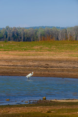 A Large Egret wading in Lake Tinaroo on the Atherton Tablelands in Queensland, Australia, with low water during drought