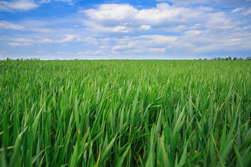 Green wheat with cloudy sky