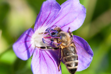 Fototapete bei efototapeten.de bestellen   
