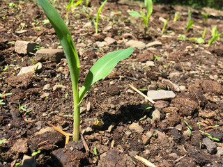 Maize seedling in agricultural garden, Growing Young Green Corn Seedling