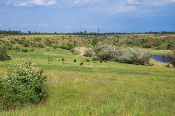 Fototapeta na wymiar Grazing cows in the spring on a sunny day