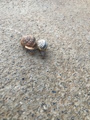 snails on the beach