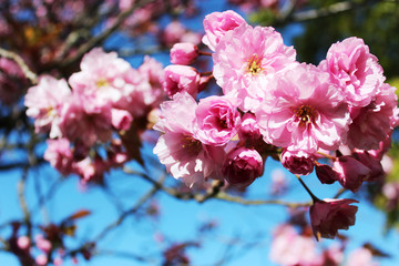 pink cherry blossom in spring