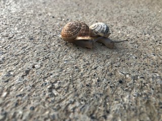 snail on the beach