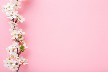 Fototapeta na wymiar Fresh branch of white cherry blossoms on light pink table background. Pastel color. Flat lay. Closeup. Empty place for inspirational text, lovely quote or positive sayings. Top down view.