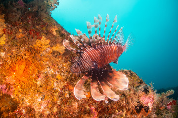 Lion fish swimming among colorful coral reef