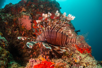 Lion fish swimming among colorful coral reef