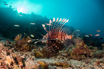 Lion fish swimming among colorful coral reef