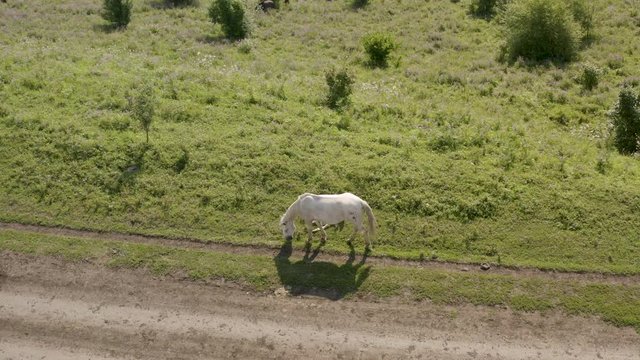 Adult white horse and foal young horse grazing on reen meadow.