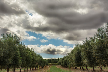 tormenta y olivar