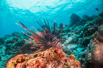 Naklejka na ściany i meble Lion fish swimming among colorful coral reef