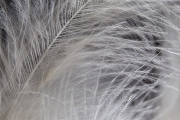 White feather texture background. Macro photography. Close-up view