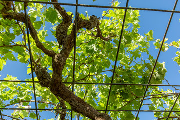 tronco y hojas de parra