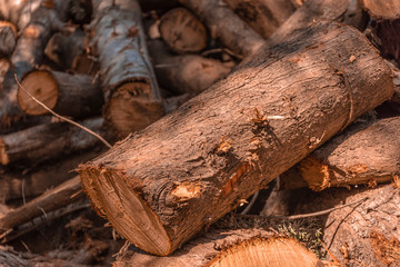 troco de cipr&eacute;s cortado