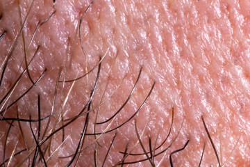 Fototapeta premium Human skin texture with pores and hair
