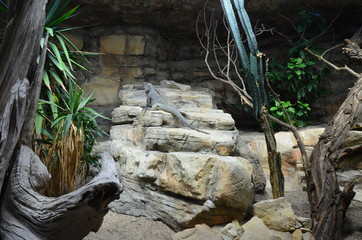 iguana adult on a stone in the zoo, Berlin
