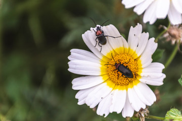 peque&ntilde;os insectos sobre margarita