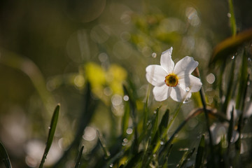 Pattern with white daffodil grass dew on green background for wallpaper design. Floral background. Spring background. Green background