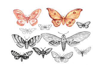 
butterflies set hand drawn line graphics mascara insects wildlife print textile retro vintage