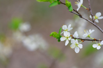 blooming spring tree against the blue sky . white cherry flowers are illuminated by the sun.