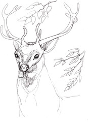 deer forest animals sketch doodle hand-drawn wildlife branches leaves retro vintage line contour