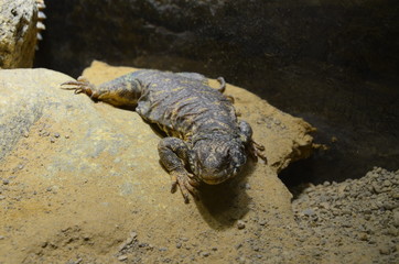 lizard at the zoo, Berlin (Germany)