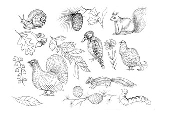 Forest animals and birds sketch doodle hand-drawn squirrel birds snail plants bumps paint © Paint_art