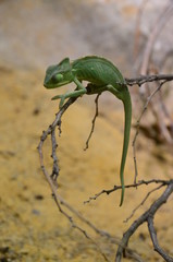 chameleon on a branch in the zoo, Berlin (Germany)
