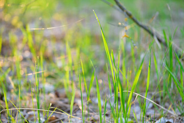 green fresh grass dew drops photo for abstract background. selective focus macro bokeh
