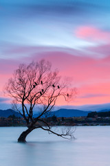 Fototapeta premium That Wanaka Tree, Wanaka, New Zealand.