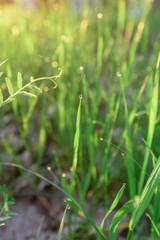 green fresh grass dew drops photo for abstract background. selective focus macro bokeh