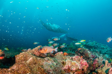 Naklejka na ściany i meble Manta ray swimming gracefully in clear blue water