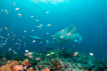 Fototapeta na wymiar Manta ray swimming gracefully in clear blue water