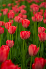 A bright red tulip flower background. Use it for a spring concept. Concept for holidays. Valentine's Day, 8th march, Mother's Day. 