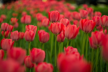 A bright red tulip flower background. Use it for a spring concept. Concept for holidays. Valentine's Day, 8th march, Mother's Day. 