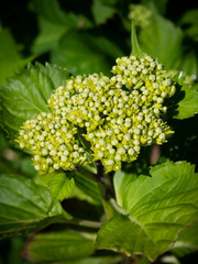 Hydrangea flower