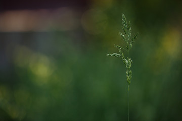 green grass dav .Natural background. Green background. Nature background. Sunny day