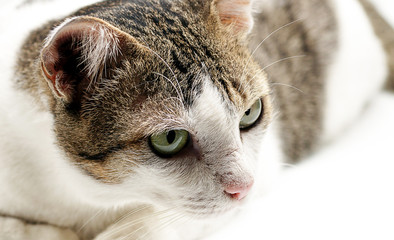 The cat's eyes stared intently.