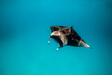 Manta ray swimming gracefully in clear blue water