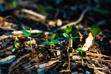 Nature