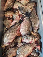 Fresh carp on fish market