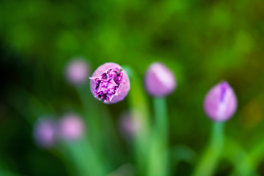 Scnittlauchbl&uuml;te