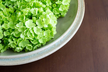 皿に飾ったビバーナム・スノーボールの花