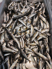 Horse mackerel in the fish market
